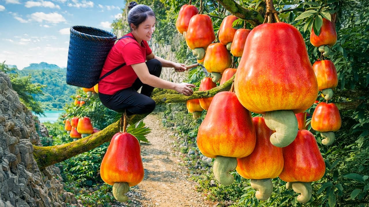 Harvest Wild Hybrid Rose Apple On Hill Goes to Market Sell, Red Banana Picking | Susan Daily Life
