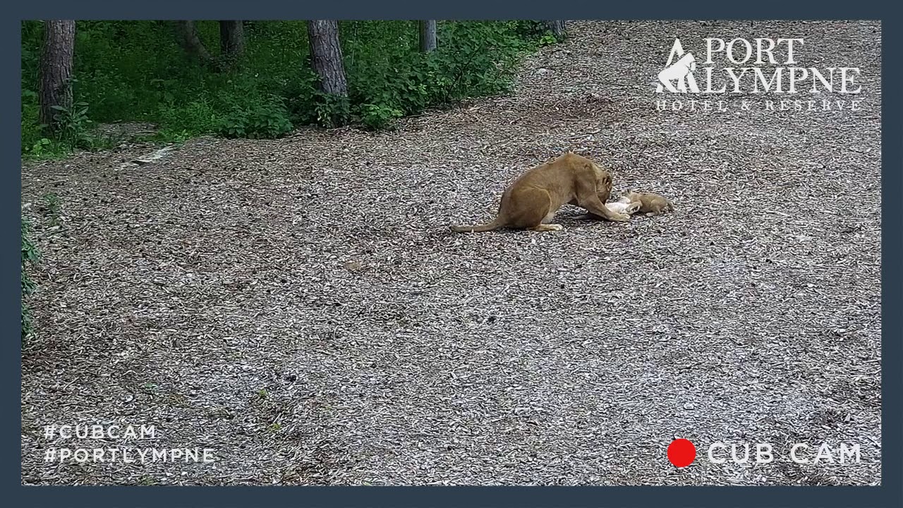 Lion Cub Cam Highlight: Sunday night bath