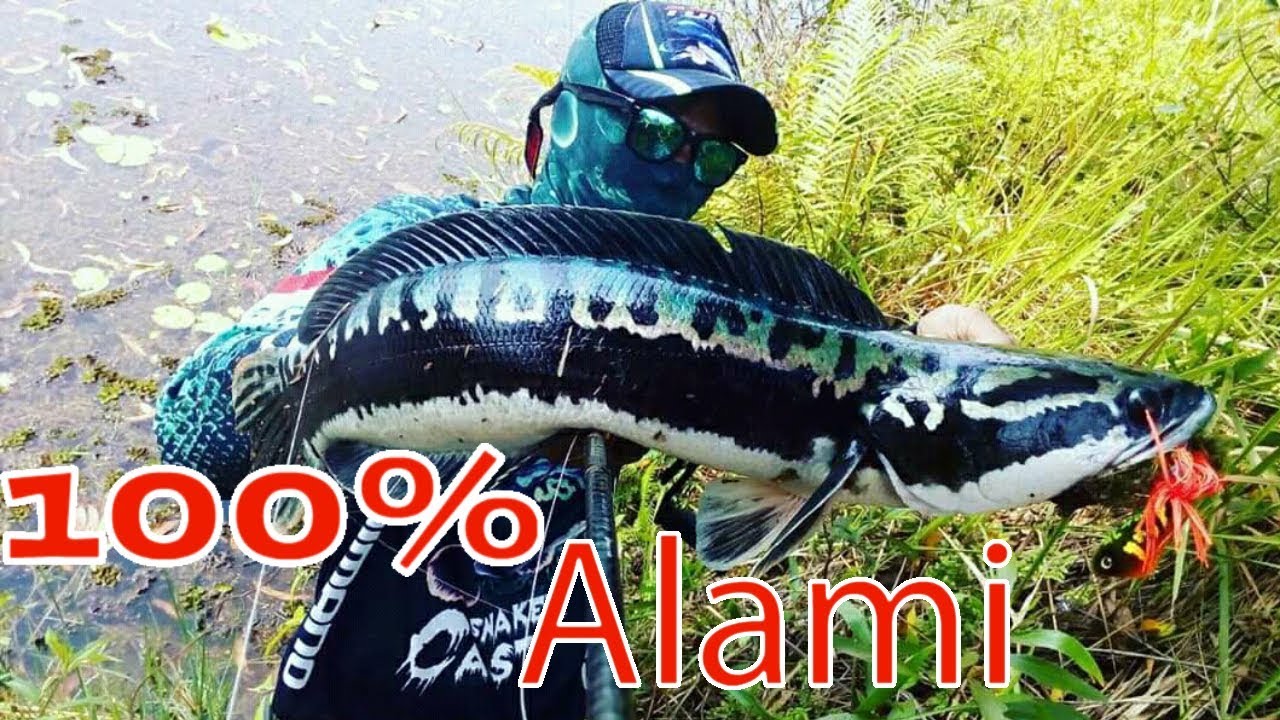 Umpan Alami Untuk Mancing Ikan Toman Ampuh Jitu Mantap Terbaru 2019