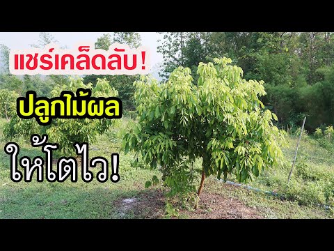 แชร์เคล็ดลับ!  ปลูกไม้ผลให้โตเร็ว!  ไม่เกินสองปีในการออกดอกและติดผล