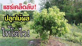 แชร์เคล็ดลับ! ปลูกไม้ผลให้โตไว! ไม่เกินสองปีติดดอกออกผล