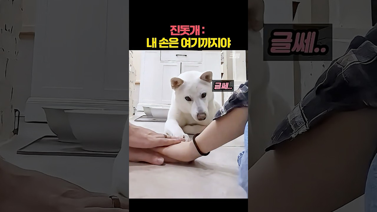 진돗개가 외국인 견주와 교감하는 방법