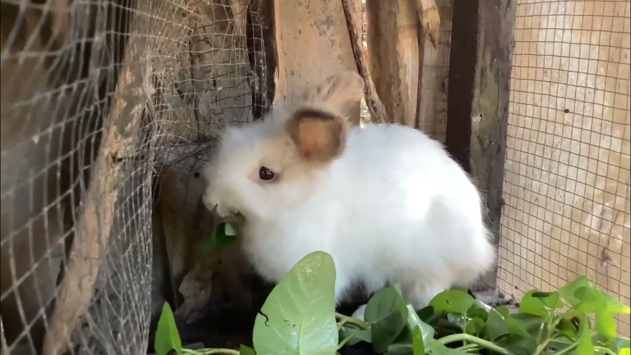 Rabbit Eating Kangkong YouTube