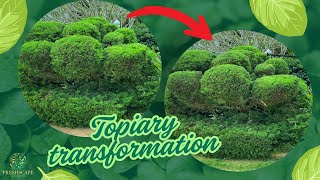 How I Trim Juniperus Topiary Before After Transformation