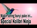 Kolibri Ninja Suara Mantap Mp3 - Mp4 Download