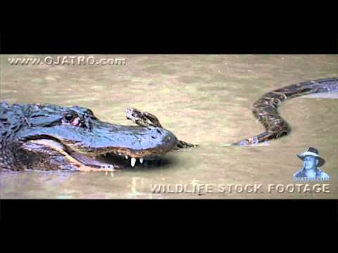Python Fighting Alligator 0103   Music