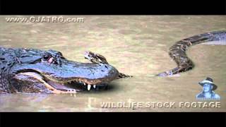 Famous Python Fighting Alligator 0103   Music Profile