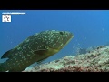 Scuba Diving in Kas, Turkey