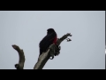 Double toothed Barbet