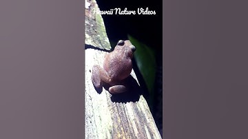 Thumbnail of Coqui Frog Sound in Hawaii - ZOOMED IN