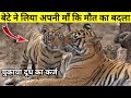 The Story Of Tiger Revenge || बड़े बेटे ने लिया अपनी मॉ कि मौत का बदला || बांधवगढ़ कि सच्ची घटना ||