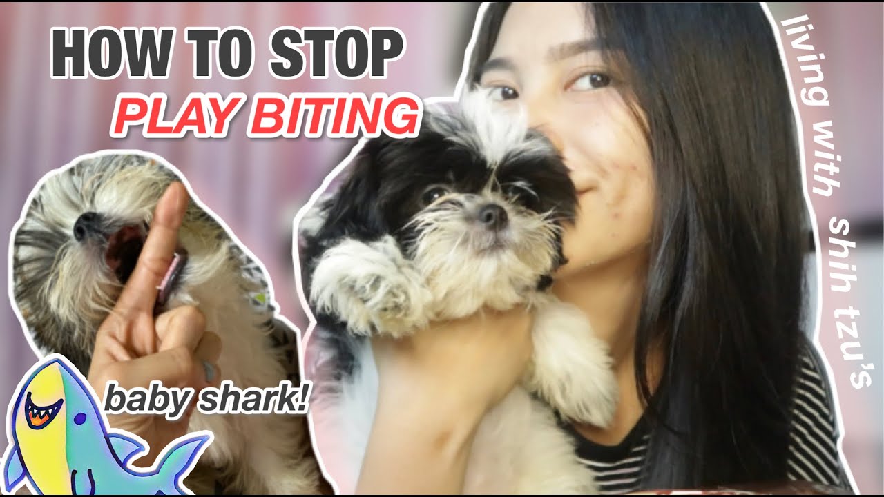HOW TO STOP PLAY BITING ON SHIH TZU S TIPS PARA HINDI KA MAKAGAT how-to-stop-play-biting-on-shih-tzu-s-tips-para-hindi-ka-makagat