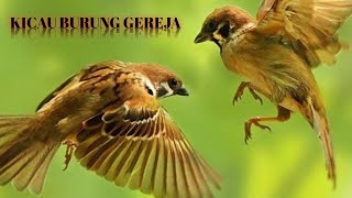 SUARA BURUNG GEREJA GACOR || MASTERAN BURUNG
