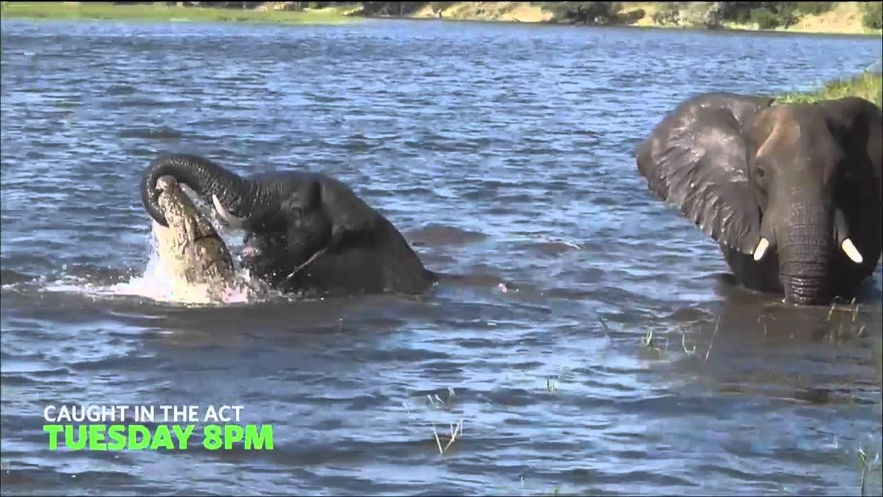 Nat Geo Wild Caught In The Act promo (2015) - YouTube
