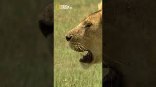 Why Lions Struggle to Hunt in Ndutu Plains #natgeo #cheetahpriceofspeed