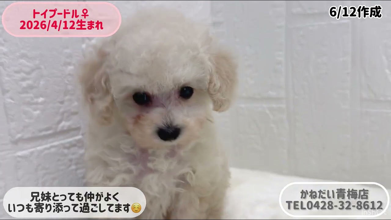 ☆受付中！☆トイプードル 価格の安いトイ・プードル♀兄妹入舎☆【動画あり】 / ペットショップ