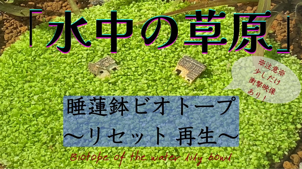 コバルト睡蓮鉢 ビオトープ(生態系)作りに コバルト睡蓮鉢 ビオトープ(生態系)作りに