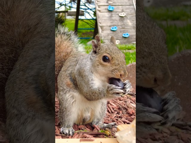 野生松鼠吃葡萄不吐葡萄皮｜Tiny Hands, Big Grapes: Adorable Moments of Squirrel Munching Grapes #squirrel #asmr class=