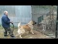 Caucasian Ovcharka vs Wolf test の動画、YouTube動画。