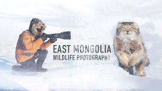 Photographing Pallas Cats in Mongolia | 30ºc w/ Nikon Z8