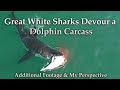 Great White Sharks Devour Dolphin Carcass: Additional Footage & My Perspective (4K)