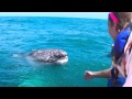 Playing with Baby Grey Whales in Baja