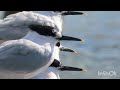 Dugokljuna čigra - Sandwich tern - Thalasseus sandvicensis