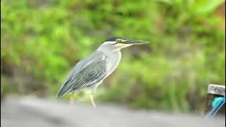 Burung kokoan laut