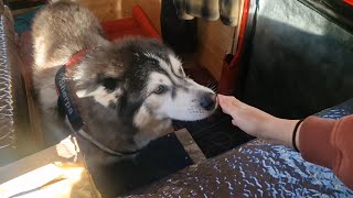 Old Husky And Poorly Husky Meet Again