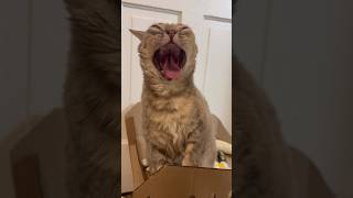 Which Yawn Is Your Favorite?