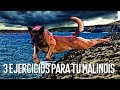 LOS 3 MEJORES EJERCICIOS para los PERROS de la RAZA PASTOR BELGA MALINOIS ✔️