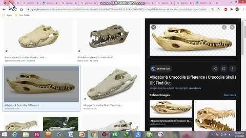 archosauria  (order crocodilia) (Reptiles)