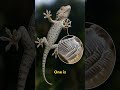 Gecko Feet Stick to Glass Without Glue or Suction