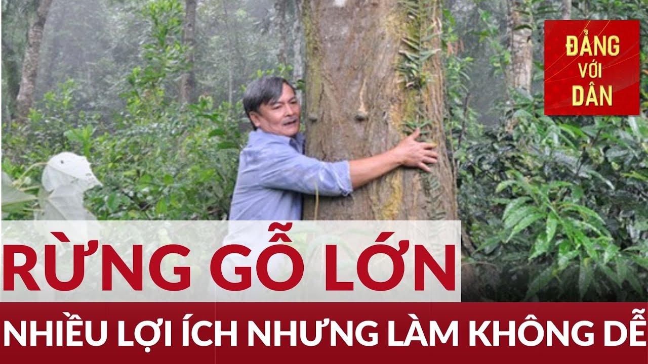 Lợi ích kép từ trồng rừng gỗ lớn | MÔI TRƯỜNG & TÀI NGUYÊN | Đảng với Dân