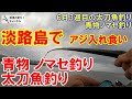 淡路島でサビキ釣りでアジ入れ食い！青物ノマセ釣り！そして太刀魚釣り！6月3週目のタチウオ釣りとノマセ釣り。