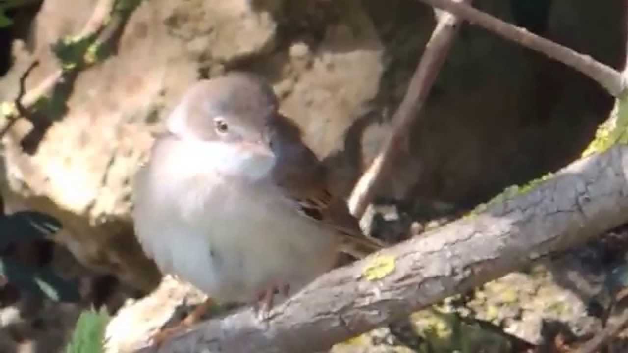 Common Whitethroat (Sylvia communis) 