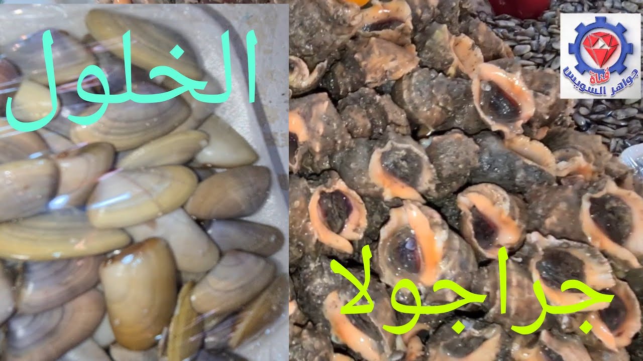 @ الخلول الأسكندراني  والجراجولا  والطماطم فواكه البحر عند ماني بسوق السمك بالأنصاري بالسويس.