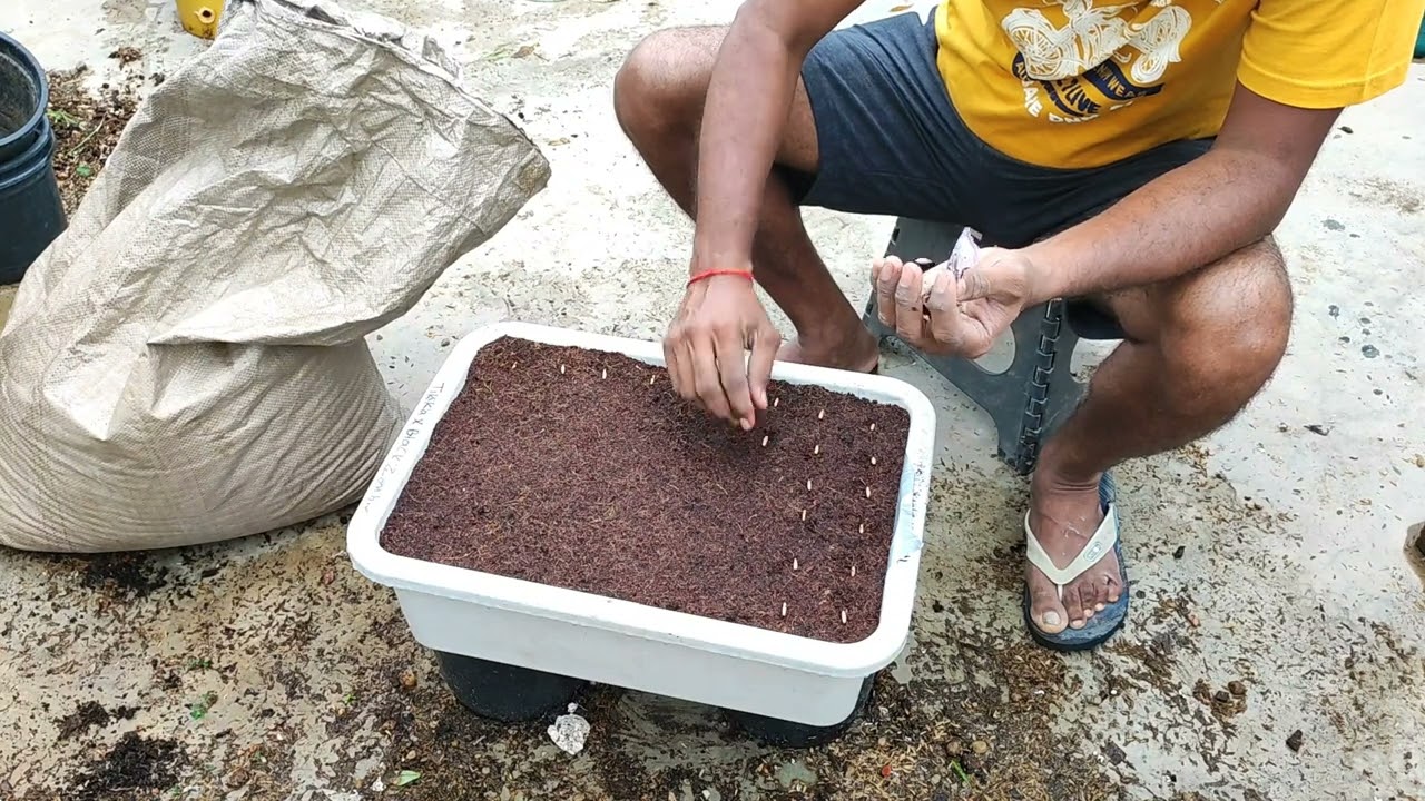 Adenium Seeds Germination method step by step to keep seedlings in the tray for a few months.