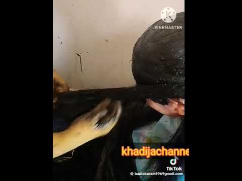 طريقة وضع تكاوت على الشعر صباغة وكيراتين طبيعي للشعر