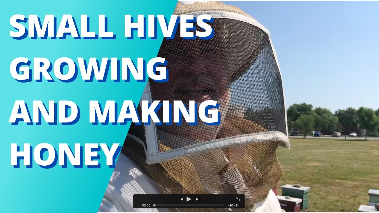 SMALL HIVES GROWING AND MAKING HONEY