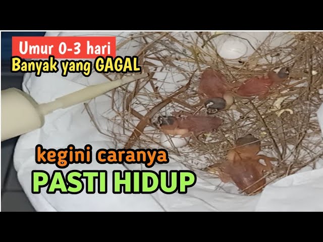 Cara Meloloh Burung Baru Menetas umur 1-2 hari