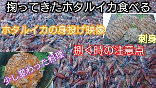 【ホタルイカ料理】ホタルイカの捌き方(刺身)！お店ではでない！？ホタルイカの肝丼！