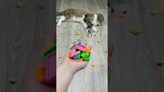 Barsik Cat 🐱🔴🟡 Satisfying reverse video ASMR❤