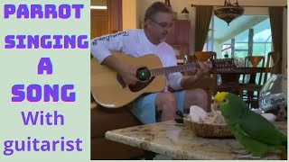 Video thumbnail of "parrot sings a English song with a man who plays guitar | beautiful parrot | Raj Jamwal#Shorts"