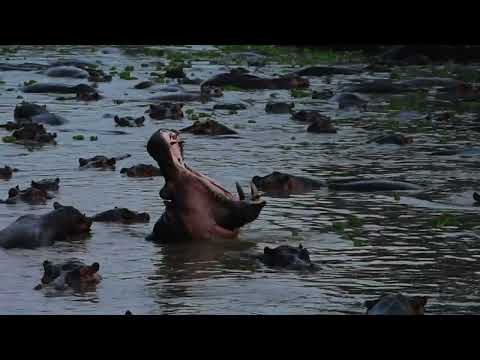 Camping Beside Hundreds Of Hungry Hungry Hippos