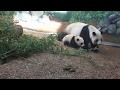 Zoo Atlanta Panda Baby and Mom