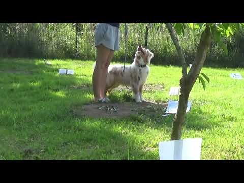 Australian Shepherd Java | Online ASCA Rally Turnier