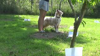 Australian Shepherd Java | Online ASCA Rally Turnier