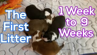 Border Collie Puppies 1 Week to 9 Weeks