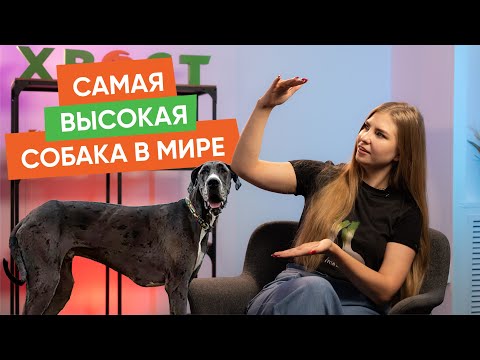 Кошка, которая ворует вещи и другие новости “Хвост Ньюс” #123